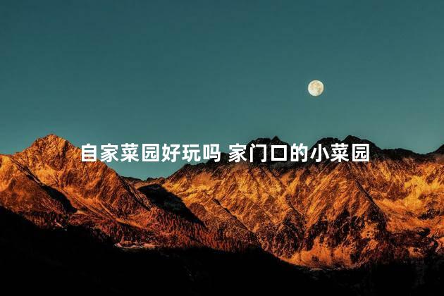 自家菜园好玩吗 家门口的小菜园